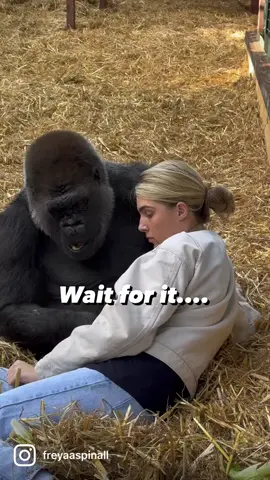 Gorilla plays with human click the link in bio to get a chance to win a free wildlife camera! #wildlifemagictv#wildlife#wild#life#magic#animals#girilla#human#
