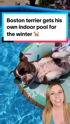 Some might call him spoiled, but this dog seems pretty happy with his two pools! 🏊‍♀️  Thor the boston terrier’s family went above and beyond to make sure he stayed happy year-round. The water-loving dog can now swim whenever he wants! 🐕  See more from Thor: @thor  📸 thorthebrownboston #bostonterrier #dog #dogsoftiktok #goodnews #positivecontent #bostonterriersoftiktok 