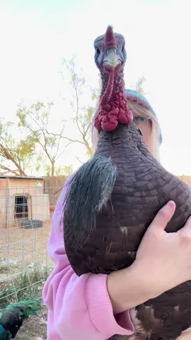 BURPING RED 🦃 #turkey #animals #pets #farm #farmlife 