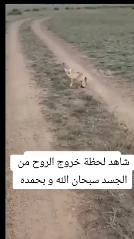 لحظه خروج الروح من الجسد الحيوان سبحانه الله 😳 كيف يموت هذا الحيوان#islamic_shorts_official #islamic_video #islamic_video #islam #foryou #shorts @بالقرآن😴 نرتقي وعليه نلتقي ᥫ᭡ 