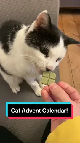 Catnip Advent Calendar! Wager a guess on how long it takes for my cats to have a pavlovia response!  #catsoftiktok  #catlover #cattok #catadventcalendar #christmaspets #tuxedocat #tuxedocat
