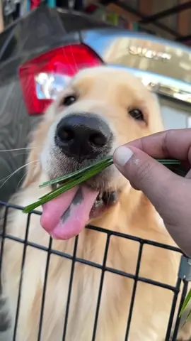 You can do it Tong!😂🐶🌱