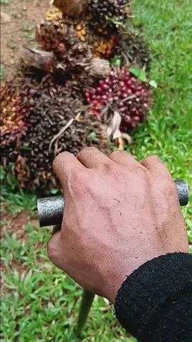 Ngerijik sik lelah campur lapah🥲#tkimalaysia🇲🇾🇮🇩 #pejuangringgit💪🇮🇩❤️🇲🇾 #anakrantau #kulisawit #lombokfypシ゚viral #Lomboktengah 