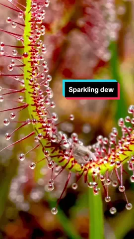 Those wiggles and sparkles. Drosera binata timelapse over a few days. #carnivorousplant #drosera #sundew #timelapse #relaxing 