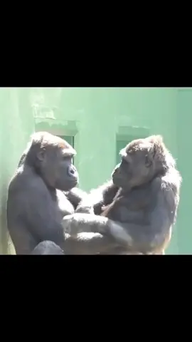 Gorillas love just like humans. These beautiful creatures deserve our protection.  #nature #hugs #apefamily 