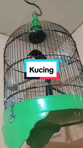 Kucing #srigunting #bird #burung #naturesounds #suaraburung #kicau #arkaan #capcut #fyp 