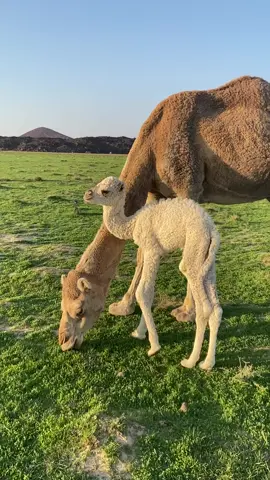 #اكسبلووررر #حره_بني_رشيد #الشتاء🎻🎼 #نياق🐪 #