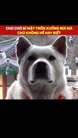 Chú chó bí mật trốn xuống núi #xuhuong #dongvat #thucung #chó 