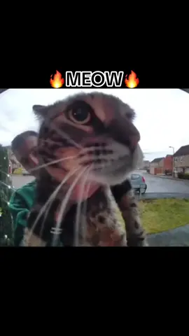 MEOW 🔥🔥🔥 #goofy #cats #cat #memes #catmemes #meme #catmeme #meow #catdoorbellmeme #bestofcats #meeoooww 