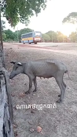 ជ្រូកក៍ចេះស្គមដែរ
