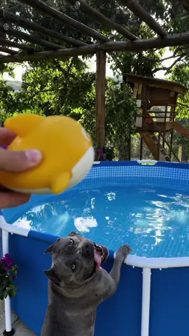 Mais um dia de calor - Nossa Rotina #americanbully 