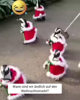 #pinguine #auf #den #weihnachtsmarkt #🤣🤣🤣🤣🤣🤣🤣🤣🤣🤣🤣🤣🤣🤣🤣🤣 #lustigevögel #sound #fürdich #füreuch #vielspaß #beste #homor #lach #lachflash #lustiges #🤣😜🤪 