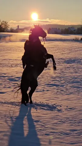 Was war euer 1 Gedanke als ihr euer Pferd gesehen habt?😍❤️‍🔥 #purarazaespañola #steigen #bailando 