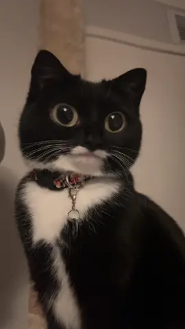 👁️👄👁️ #mycatjyn 