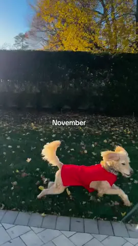 Highly recommend reliving your year through photos & videos. Feeling extremely grateful 🥰 #fyp 