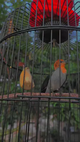 tetap stabil lee🫣#fyp #kicaumania #perawatburung #kicaumaniaindonesia #kemade #storywa 