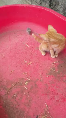 #funnyanimals#funny#funnydog#dog #dogsoftiktok #pets #cute#meme#funnyvideo#PetsOfTikTok #funnyvideos #animals #fyp#wild #wildlife #foryou