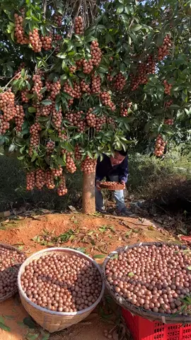Macadamia nut trees! Macadamia nut farming #fruit #macadamia #farming #fruitgarden #harvster #fruitfarming