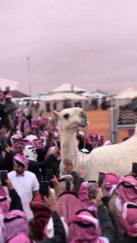 #اللغيصم #خالد_اللغيصم #يقول_اللغيصم #اكسبلورexplore #اكسبلور #حايل #حايلنا #الصياهد_رماح #الصياهد #باشات_شمر_الى_الصياهد 