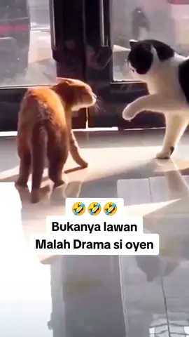 Malah drama si oyen 😂 #hiburan #lucu #storytime #randomrd27 