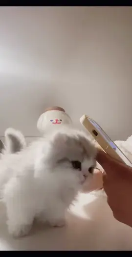 What will your kitten do when you ignore it.#cute #funny #pet #fyp #cat #petcat #kitten #cutecat 