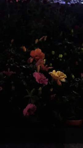 Hoa trong đêm #photography #photoshoot #fyp #chill #picture 