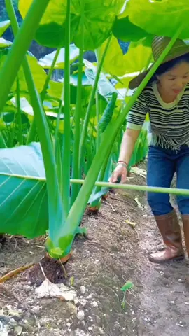 Taro Plant #satisfying #agriculture 