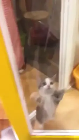 Happy Happy Happy  #cat #cats #catmeme #catmemes #catmemesdaily #happycat #happycats