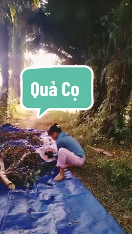 khi đi lấy cọ em thích nhất khúc này các bác ạ!! #quảcọphúthọ #cogainongthon19 #cuocsongthuongngay #ĐỗVânLC 