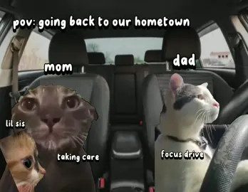 this took me an hour #kitties #cat #catlover #funnyvideos #catincarmeme#kitties #cat #catlover #funnyvideos #funnyvideos #catlover #cat #kitties 