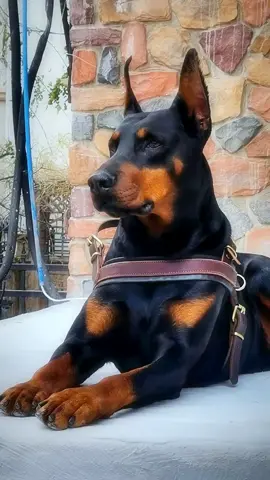 #fyp #tiktokdogs #puppy #dogsoftiktok #tiktokdog #petdog #viral #nyc #lovepetsusa #foryoupageofficiall 