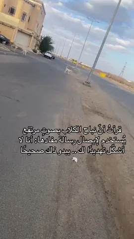 #كلاب_الشارع #كلاب_الشوارع_امانه #تبوك