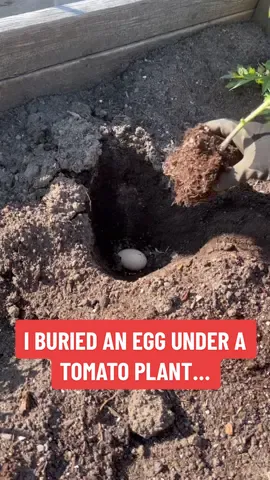 Call it an eggsperiment.  But, I didn’t do this to go viral. I did it for you. Because it is a message worth sharing.  Not everything you see online works or is a good idea. Half the stuff (or more) is pure entertainment value. In fact, for every “good” idea you see there are probably 10 better ones you haven’t found yet.  So, there you have it. I’ve saved you the trouble. Skip the egg and think bigger. ❌🥚 Buon giardinaggio! #garden #gardening #gardeningtips  #gardener #grow   #veggies #plants #plant #DIY #howto #gardentips #organic #harvest #tomato #facts #Science #planttiktok #plantsoftiktok #PlantTok 