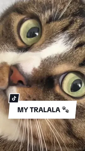 Never touch my tralala 😹🐾⚰️ IB: @Cat Puma  #cat #catoftiktok #funnycat #kot 