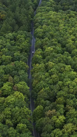 Driving in the middle of the forest without music  🌳 #nomusic #forestdrone 