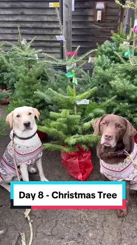 He has a point! 🌲