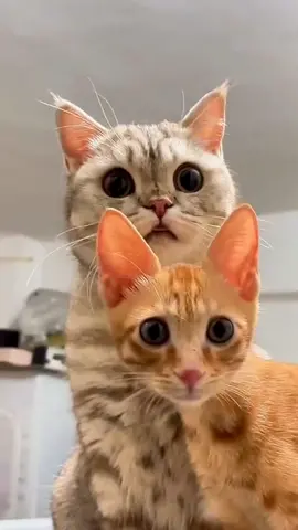 Funny Animals Part 26 😂😂#funny #animals #funnyanimals #videos #animal #pet #cat #dog 