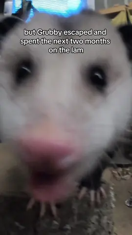 Welcome, Homer! This little guy was found wandering in Alaska, where opossumes are considered invasive.  #opossum #freegrubby #rescue #animals 