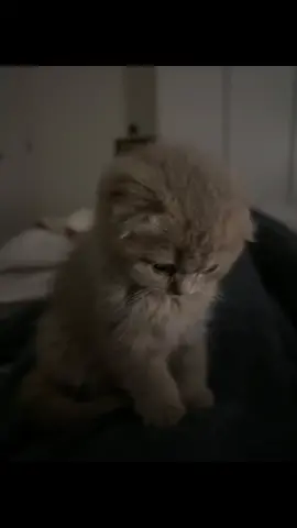 #بديع #الزمان و#بدر الظلام