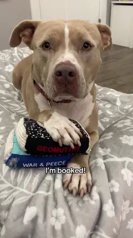I’m booked! #dogs #grinch #dogsoftiktok