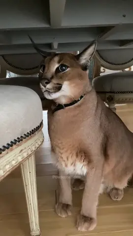 When Big Cat Gets Mad! 😾😡 #FelineFury #WildlifeReactions #BigCatBehavior #WildAnimalEmotions #AnimalEncounters #MajesticButFierce #FYP 