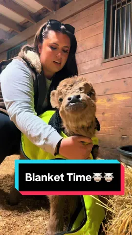 I think they like them once theyre on🤣🐮 (Link to blankets in my bio!) #posieandpumpkin #minicowsoftiktok #minicows #babycows 