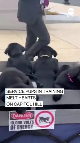 This cart load of trainee service dogs attracted plenty of admirers at the U.S. Capitol.  Congresswoman Jen Kiggans said that as well as being 