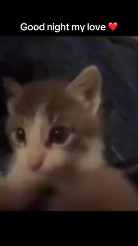 Send this to ur ❤️#fyp #cat #goodnight #sleep #cute 