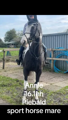 Beautiful annie looking for new 🏡 bred in 2009, 16.1hh piebald mare. With a gentle personality. She absolutely loves to be groomed and falls asleep when i myself or 10 yr old niece and even my 4 yr old son has spent time grooming her. Shes an absolute delight to have in the yard, schools nicely. Keen to jump and happy to jump around courses, fillers, water trays etc. has been eventing and also competed in dressage competitions with excellent dressage and showjumping lines through her breeding. She really is a lovely soft mare. Has enjoyed many adventures out hacking along with fun rides and is a general alround fun companion. Annie is brilliant to clip, standing relaxed for her whole body, legs and face (including her ears) without any sedations or sweet bribes. And id rather clip her 10 times back to back than clip my own big chestnut horse once 🙈 good for farrier with a recent full new set of shoes. Hacks alone or in company. For more information please contact me through inbox. #equestrianlife #equestrian #horsesontiktok #equinelife #sport #horses #fyp #country #ponyclub #horsesoftiktok #arena #horseriders 