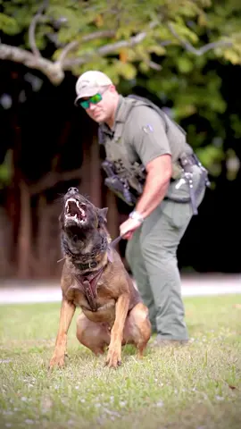 “A Bond Forged in Service, The Unbreakable Team of K9 Officer and Their Loyal Companion.” Here’s some cool K-9 facts. Police K9s can reach speeds of up to 30mph while chasing a subject. The most popular breed for police K9 units in the United States is the German Shepherd, followed by the Belgian Malinois. (German Shepards are slowly being phased out and being changed for the Malinois) The first recorded use of police dogs in law enforcement dates back to the mid-19th century in Belgium. Police K9s provide an additional layer of protection for their human handlers. They can deter and apprehend suspects, reducing the risk to officers. Comment if you knew or didn’t know any of these facts! • • #police #k9 #policek9 #miami #miamidade #florida #usa #nolanregan #nolanreganphotography #nolansphotos 