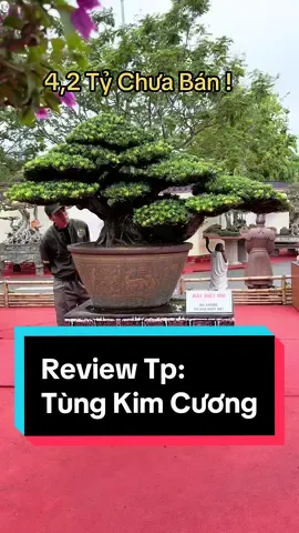 Tùng Kim Cương được trả 4,2 Tỷ ! #bonsai #dcgr #phobonsai #Master2023byTikTok 