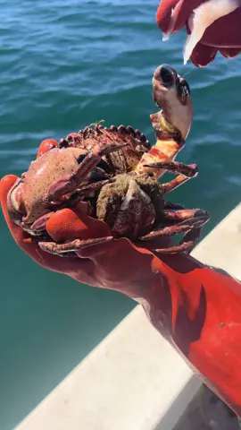 Friendliest Catch Crew, Deck Boss David & brother Eric. #friendliestcatch #crabs #fyp 