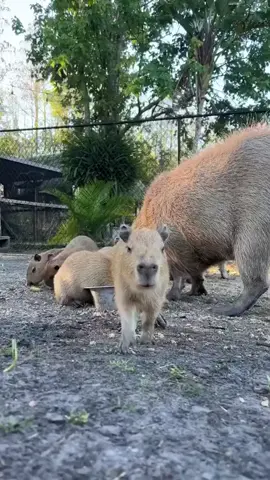 Who could resist a little capybara baby walking towards you! #capybara #capybaratiktok #capybaramemes #viralvideo #animal #baby 
