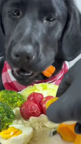 Dog eat so cute #dogeat #dog #eat #eating #mukbang #foryou #tiktok #fyp #dogitaly 